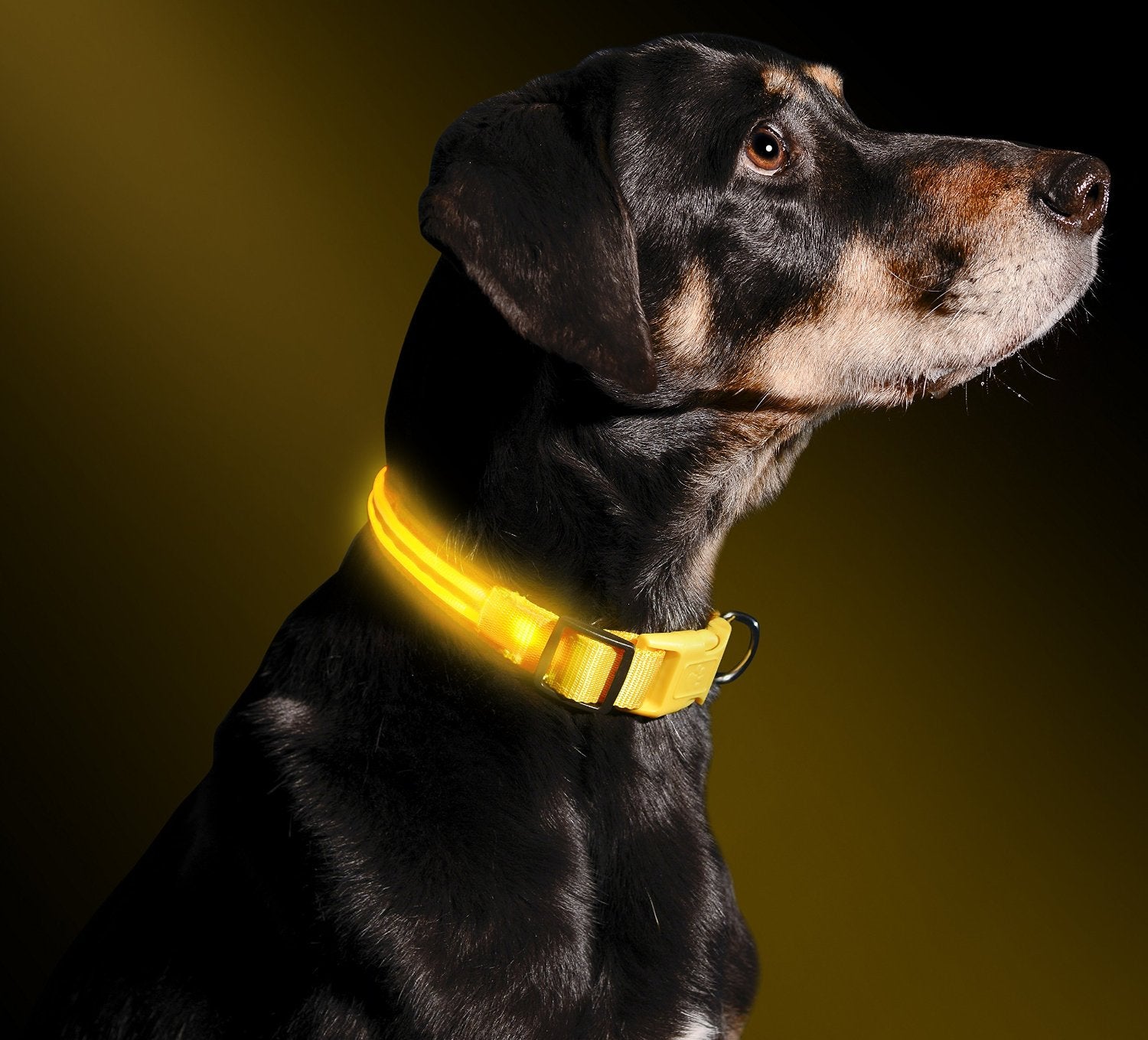 Night Safety Led Collar