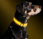 Night Safety Led Collar