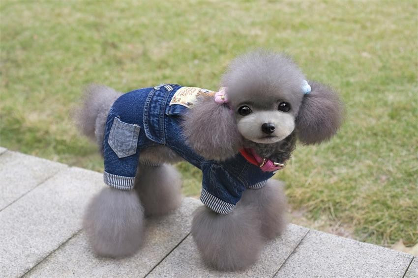 Dog Clothes for Winter