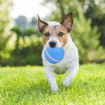 Motion Ball For Pets